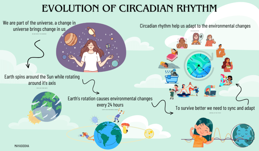 circadian rhythm sleep wake cycle