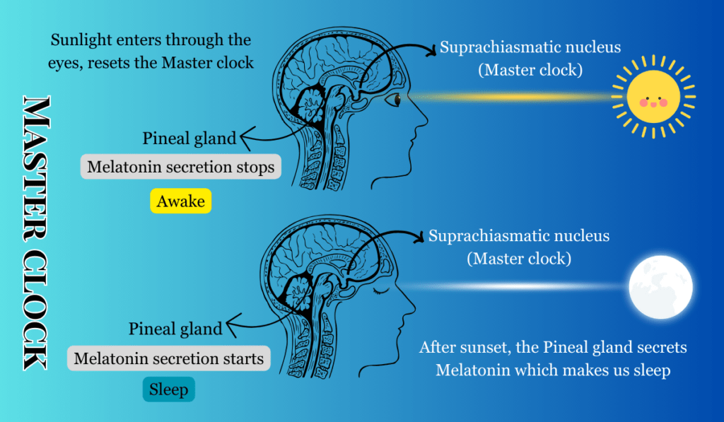 circadian rhythm sleep wake cycle