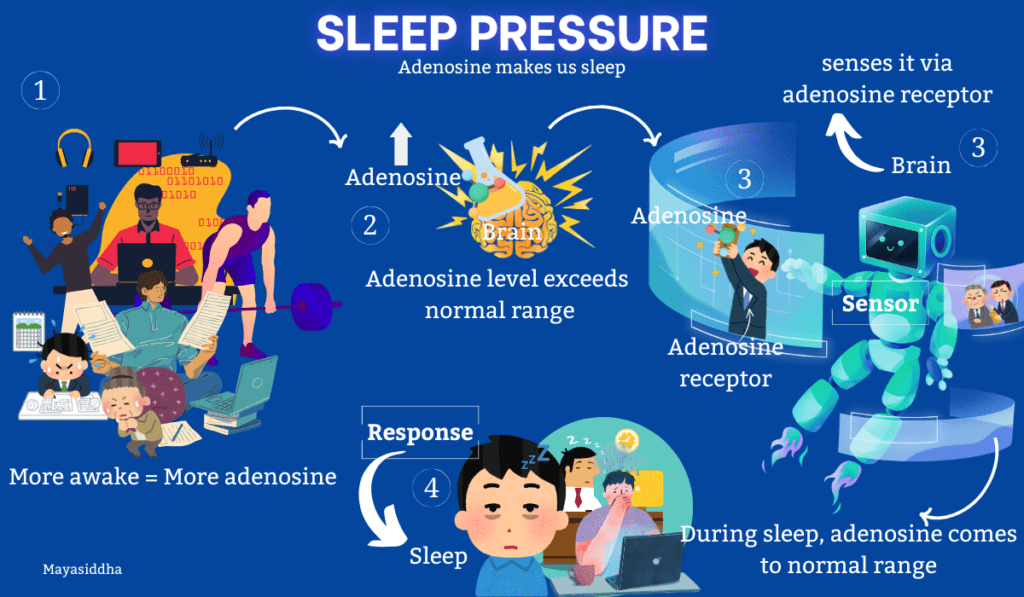 2 things sleep pressure and sleep wake cycle