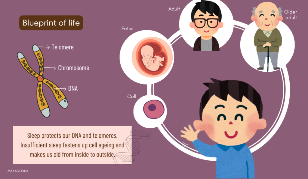 health benefits of sleep