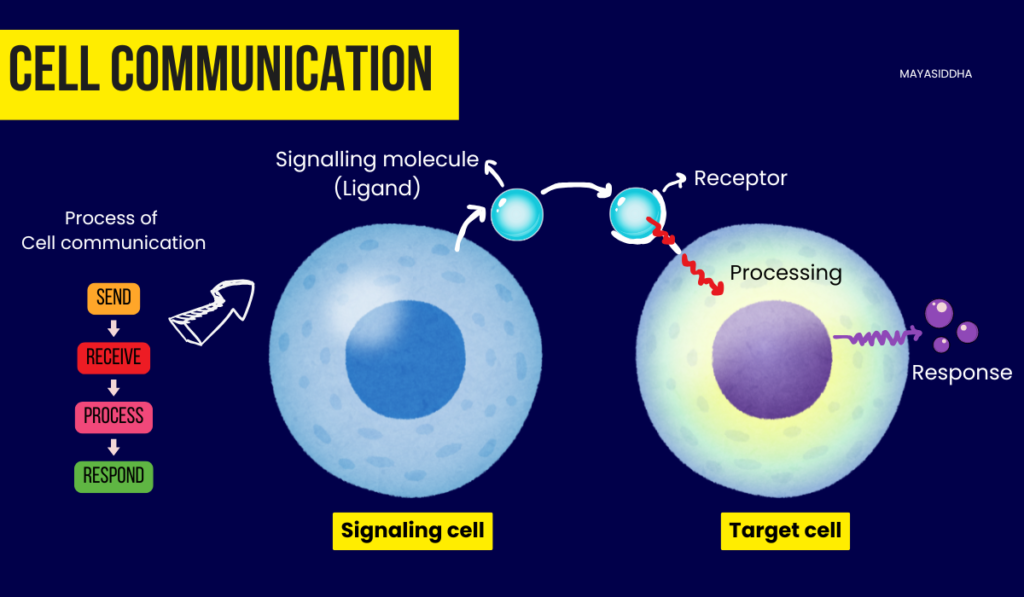 how cells communicate