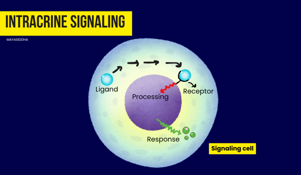 endocrine cell signaling