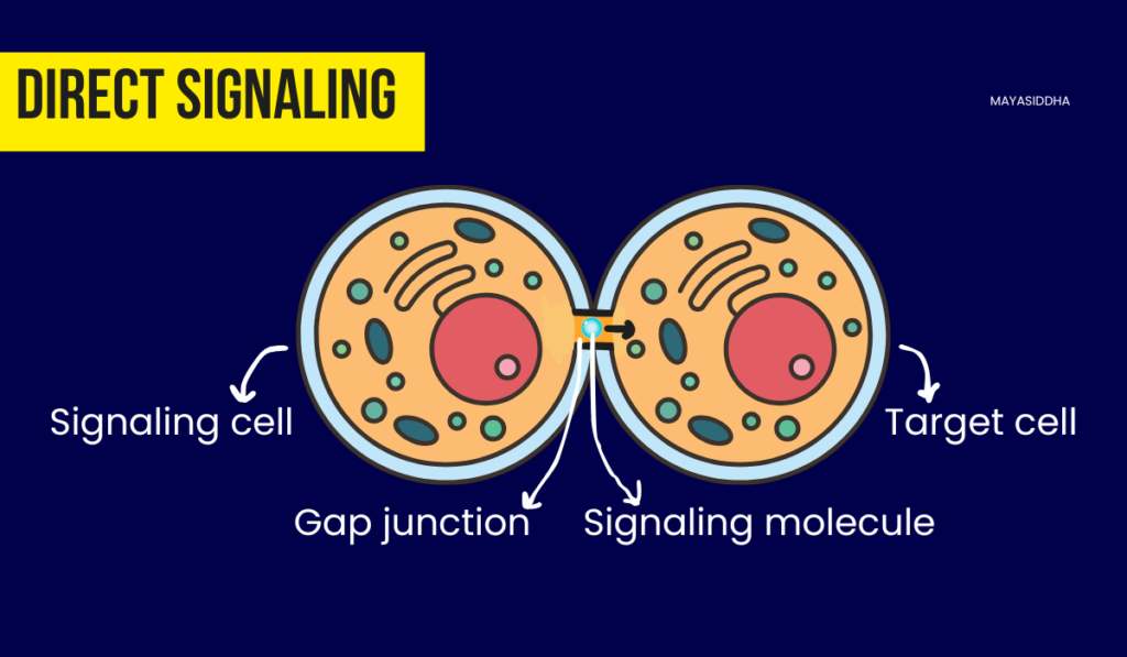 endocrine cell signaling