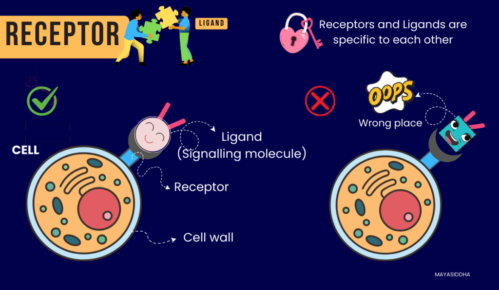 types of sensory receptors