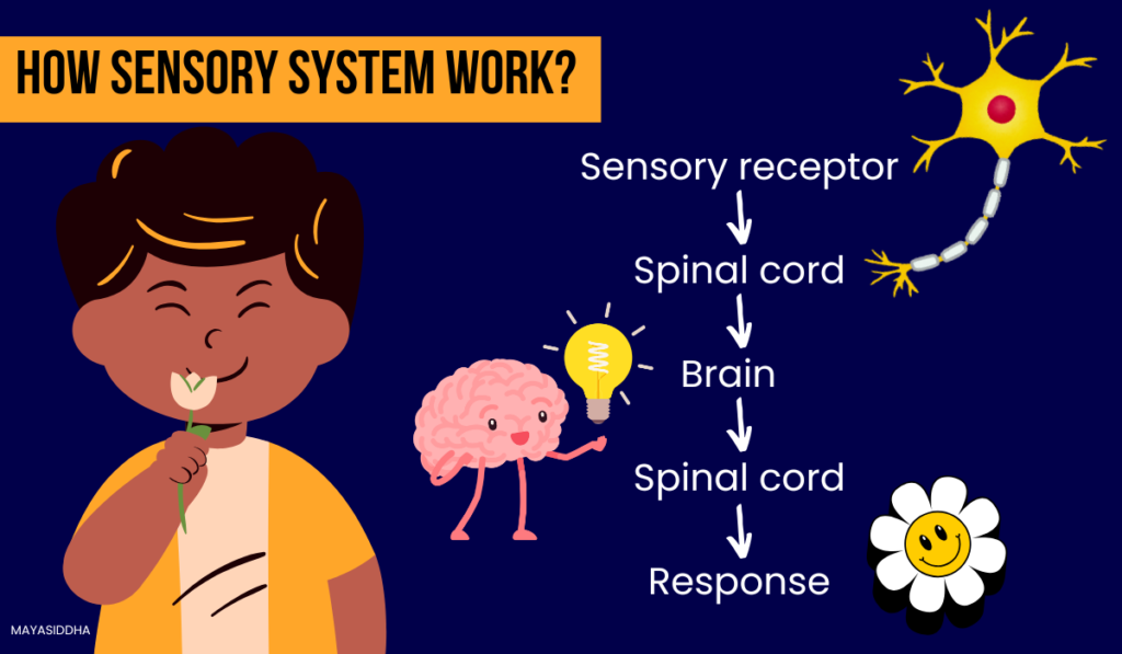 types of sensory receptors